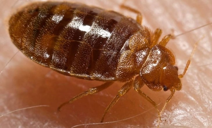 Chinches de primer mundo: Francia lanza contraofensiva contra las plagas de este insecto
