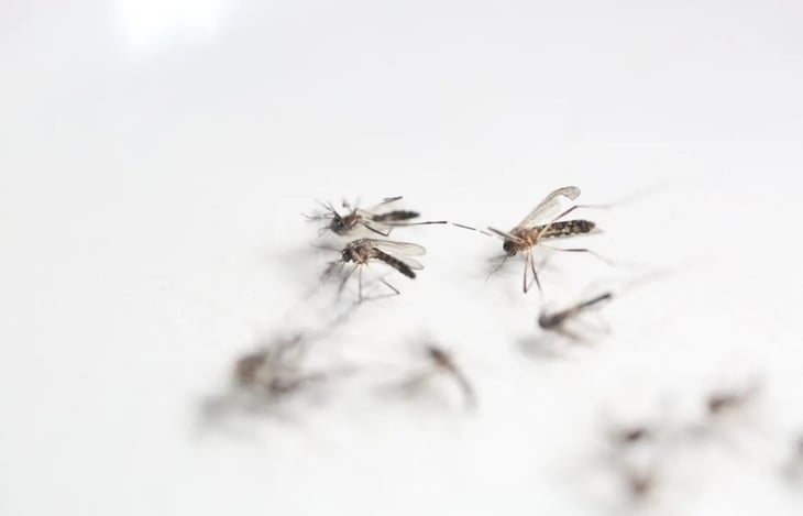 De los mosquitos a las abejas: soluciones contra la alergia a los insectos