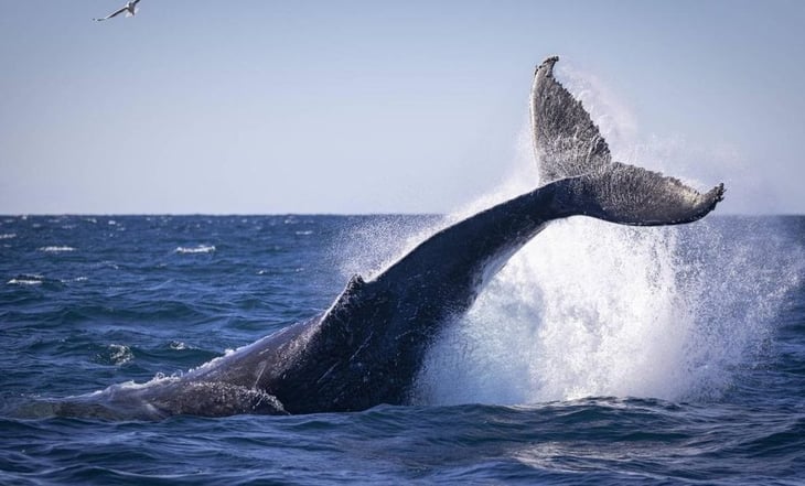 Hombre muere en Australia después de que su bote chocara contra una ballena