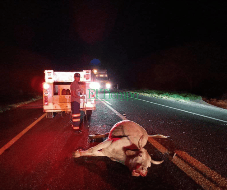 Enorme vaca provoca dos choques en la carretera Monclova-Monterrey
