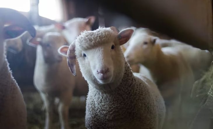 'Brincaban como locas': ovejas se comen 300 kilos de marihuana