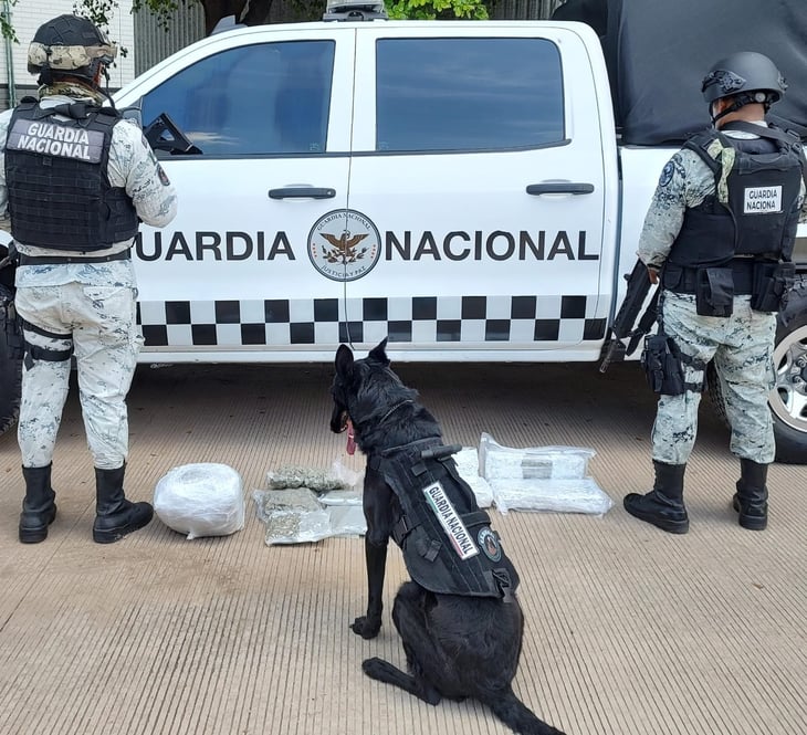 Guardia Nacional en Coahuila asegura 32 paquetes de marihuana 