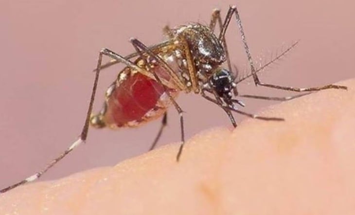 OMS recomienda la primera vacuna contra el dengue, cuya transmisión crece en Latinoamérica