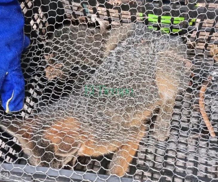 Bomberos de Castaños rescatan y liberan a un pequeño zorro en riesgo