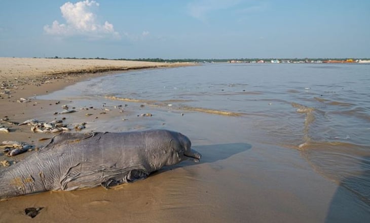 Mueren más de 100 delfines amazónicos por ola de calor; advierten posible perdida de más ejemplares
