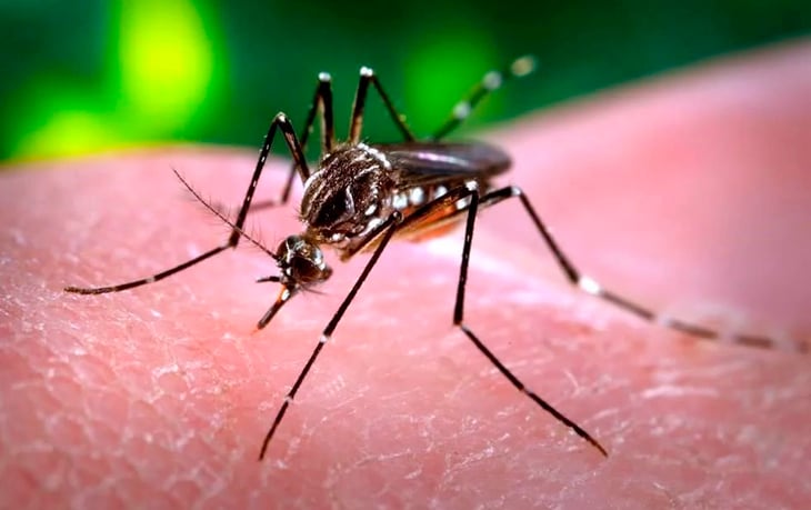 Reportan más dengue; se triplican muertes