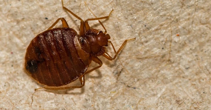 Plaga de chinches de cama: Los remedios caseros más efectivos y el olor que odian estos insectos