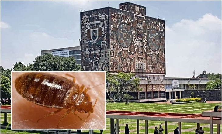 Por supuesta plaga de chinches, suspenden clases presenciales en la Facultad de Derecho de la UNAM