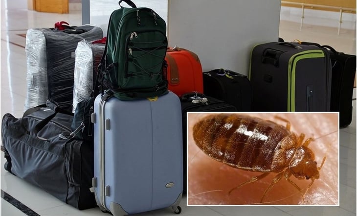 ¿Las chinches pueden viajar en maletas? Esto se sabe