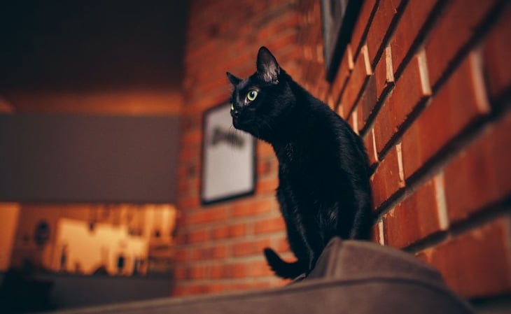 ¿Es verdad que los gatos negros corren riesgo en octubre?