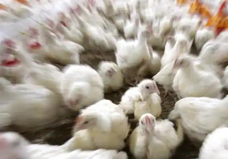 Científicos logran pollos más resistentes a la gripe aviar con edición genética