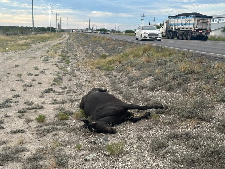 Animales causan accidentes en carreteras federales 