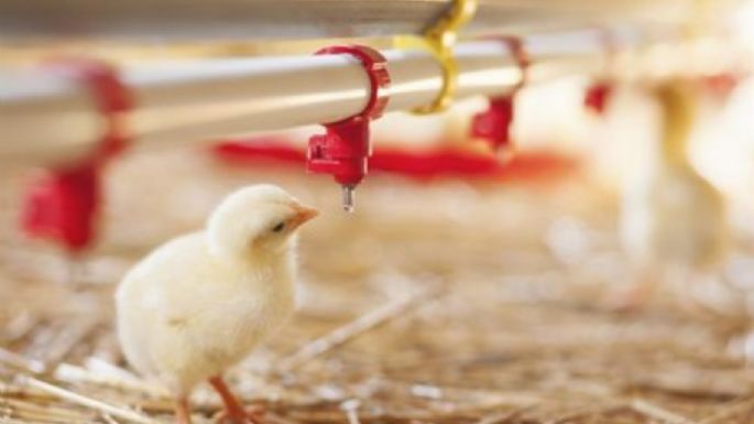 Laboratorio que creó la oveja Dolly crea pollos resistentes a la gripe aviar a través de modificación genética