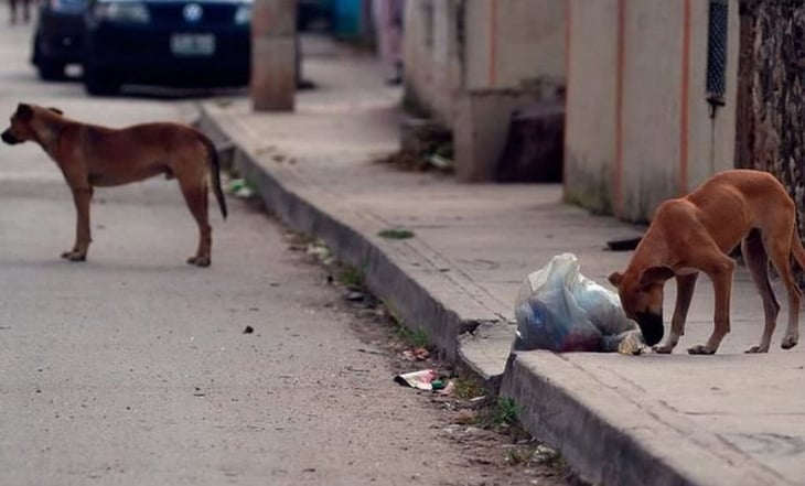 Ofrecen recompensa para localizar a responsable de envenenar a 12 perros en Telchac Pueblo, Yucatán