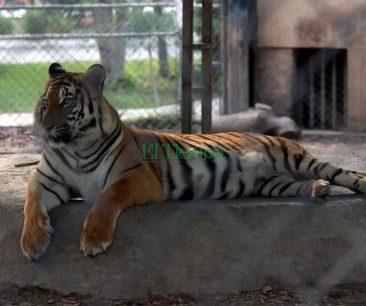 Los visitantes del Zoológico de Monclova aún carecen de cultura 