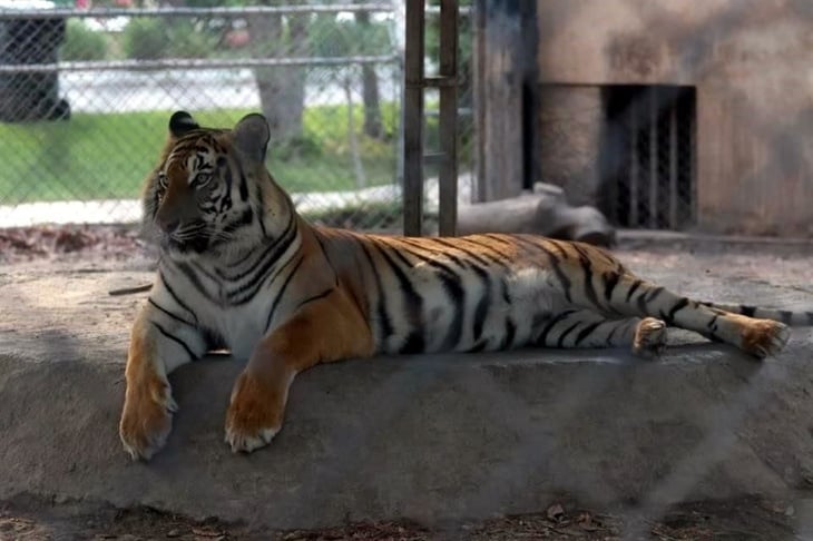 Visitantes del Zoológico carecen de cultura; no respetan indicaciones 