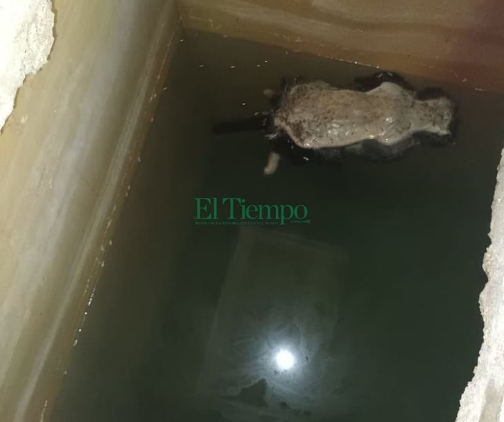 Gato muerto en una cisterna contamina agua de la primaria Aquiles