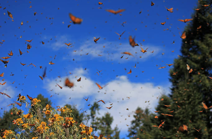 Empiezan avistamientos de mariposas monarca