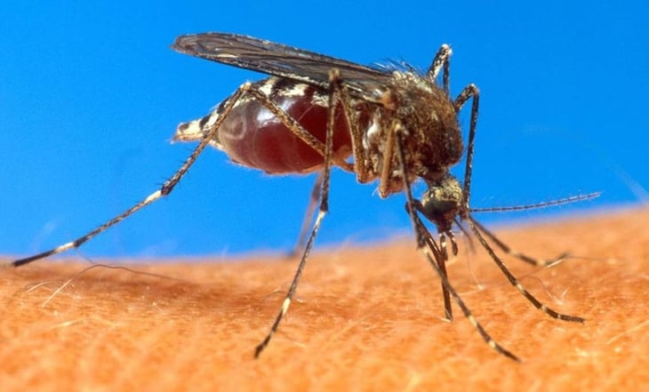 Suman 19 muertos por dengue en Morelos