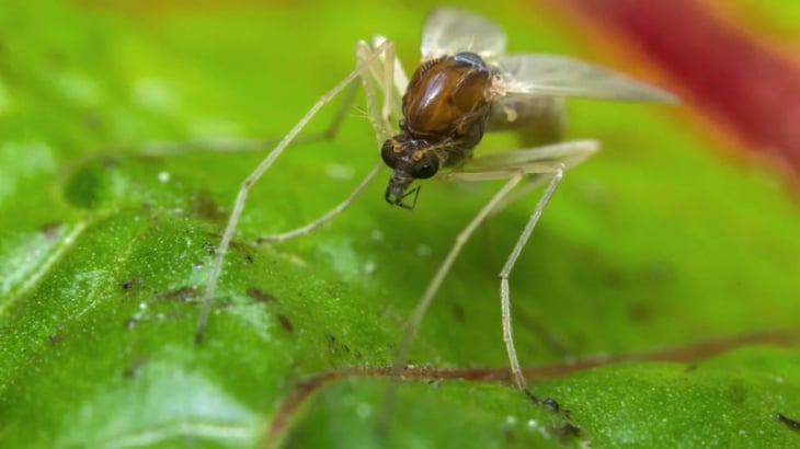 Este insecto transmite un parásito tropical que causa infecciones de piel