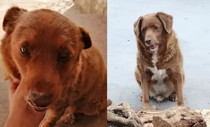 Bobi, el perro más viejo del mundo, muere en Portugal; ¿cuántos años tenía?