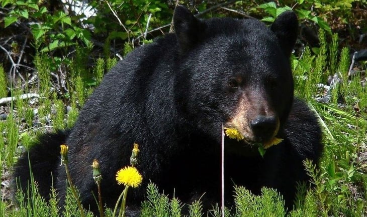 Japón ofrece incentivos por cazar osos ante el número récord de ataques a personas