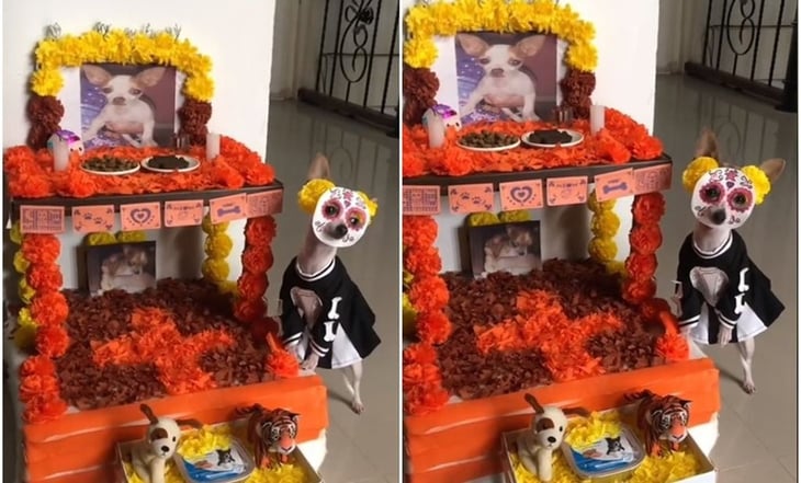 VIDEO: ¿Listo para recibir el Día de Muertos? Perrito disfrazado de catrina conmueve TikTok