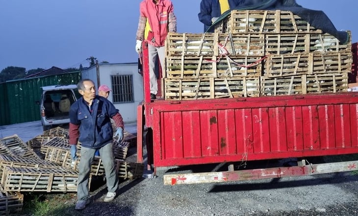Rescatan a más de mil gatos de ser sacrificados y vendidos como carne de cerdo y cordero en China