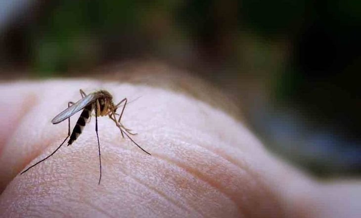 Paraguay declaran contingencia ambiental para prevenir de dengue, chikunguña y zika
