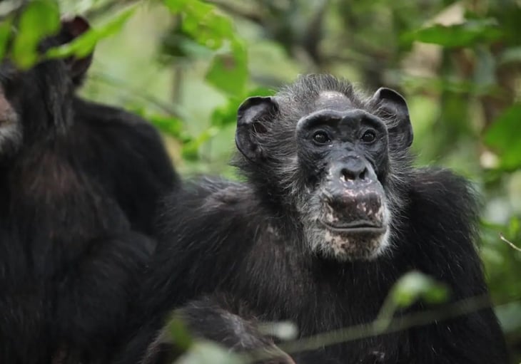 Descubren que las chimpancés tienen menopausia y el proceso es similar a las mujeres