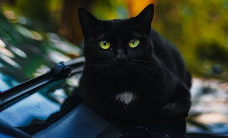 Halloween: ¿Cuál es la falsa creencia sobre los gatos negros de esta celebración?