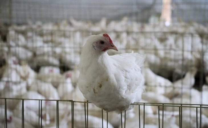 Sacrifican a 15 mil aves por brote de gripe aviar en granja de Cajeme, Sonora