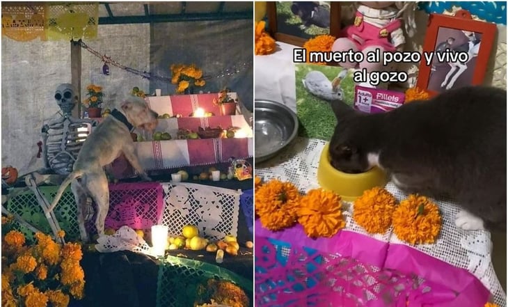 Mascotas 'traviesas' arrasan en TikTok con trend “El muerto al pozo y el vivo al gozo”