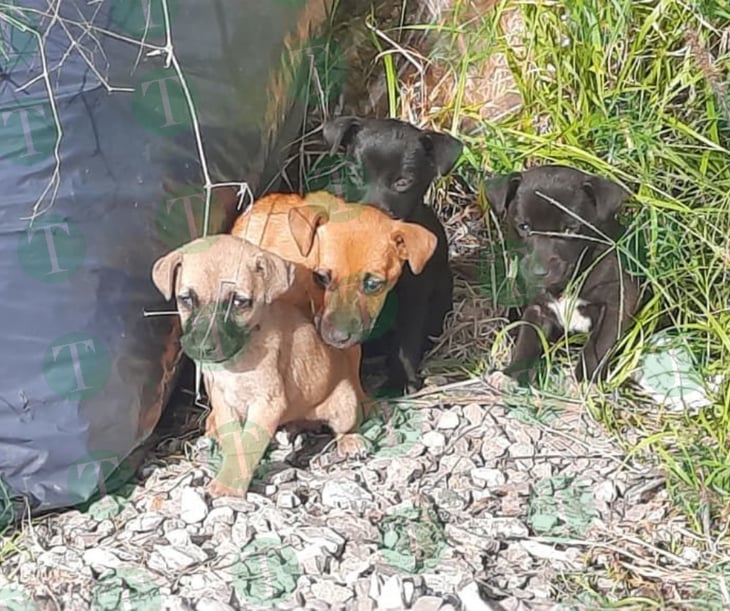 Perritos abandonados en caja son rescatados por municipio