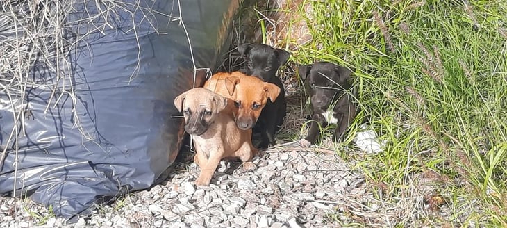 7 perritos abandonados, encuentran esperanza, los llevan al Ecoparque