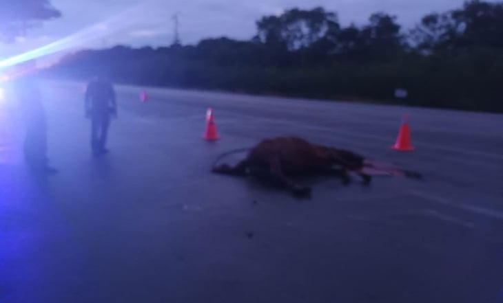 Caballo muere al impactarse contra una camioneta en carretera de Yucatán