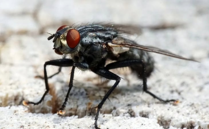 ¡Increíble! Las moscas machos buscan consuelo en el alcohol cuando son rechazados