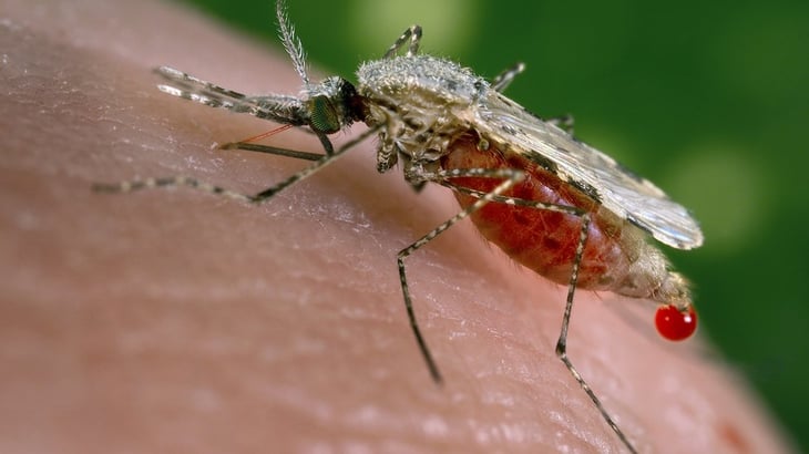 Día de la Malaria en las Américas: cuáles son los síntomas y tratamientos y cómo prevenirla