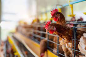La edición genética podría crear pollos resistentes a la gripe aviar para frenar la propagación del virus