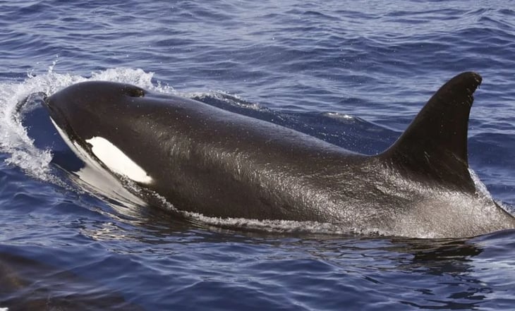 Manada de orcas hunden otro barco en el Estrecho de Gibraltar