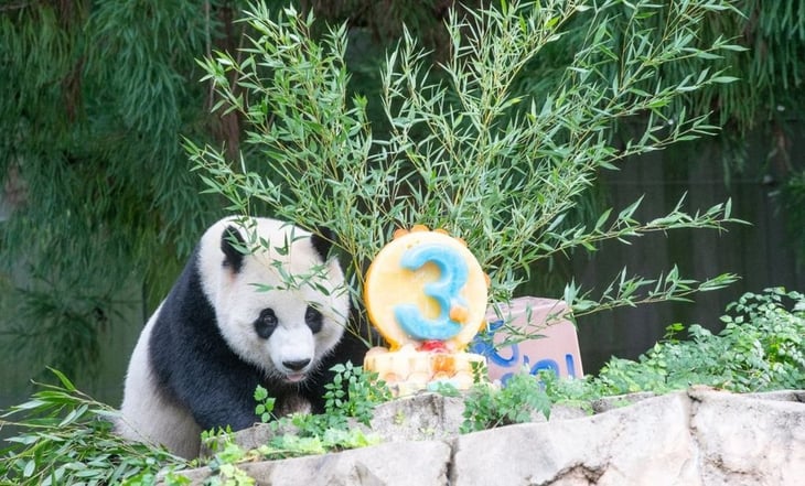 Washington se queda sin pandas: en medio de tensiones, devuelve ejemplares a China