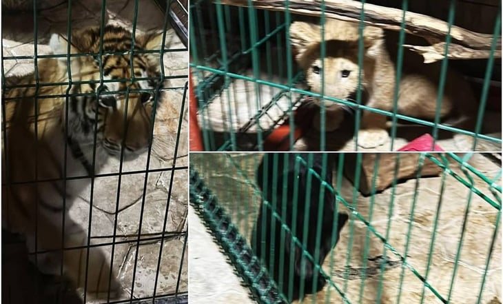 Rescatan a cachorros de tigre, pantera y león en finca de líder criminal en Tanhuato, Michoacán