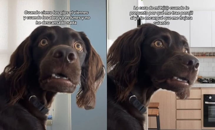 Meme del 'perro confundido' conquista en TikTok: ¿cuál es su origen?