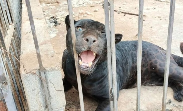 Jaguar negro ataca a niña y la deja gravemente herida en rancho de Chihuahua