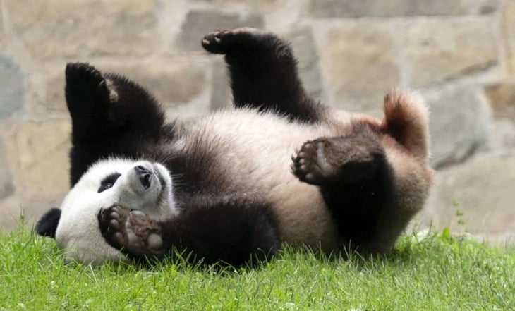 China enviará más pandas a Estados Unidos, asegura Xi tras reunión con Biden