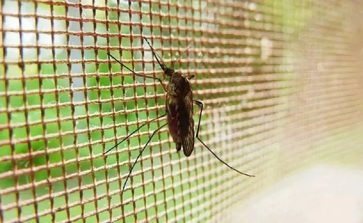 Reportan exitosa lucha contra el dengue en Colombia ¿Se replicará en México?