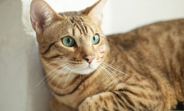 China clona por primera vez un gato con equipamiento, reactivos y consumibles propios
