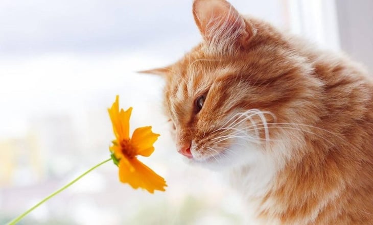 Gatos: conozca cuáles son las flores altamente venenosas para su mascota y los síntomas