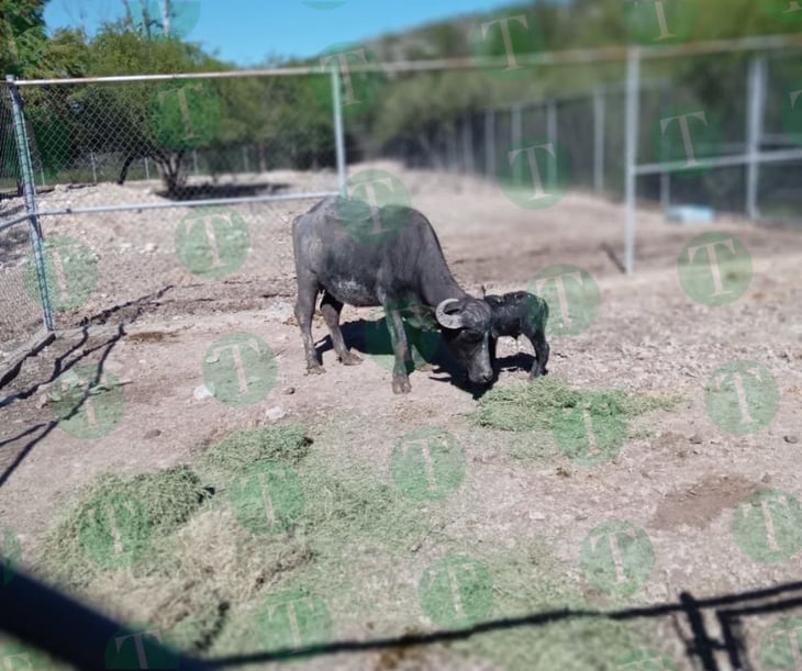 Nuevo 'bebé' tiene zoológico, un búfalo asiático