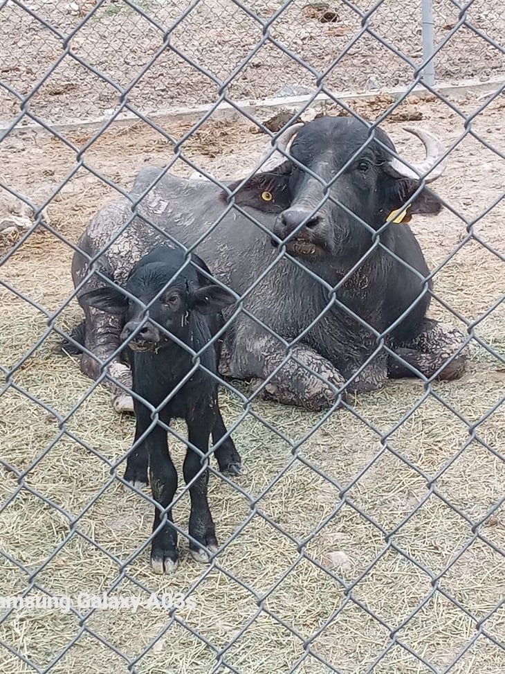 La pareja de búfalos asiáticos tuvo nueva cría en zoológico de Monclova